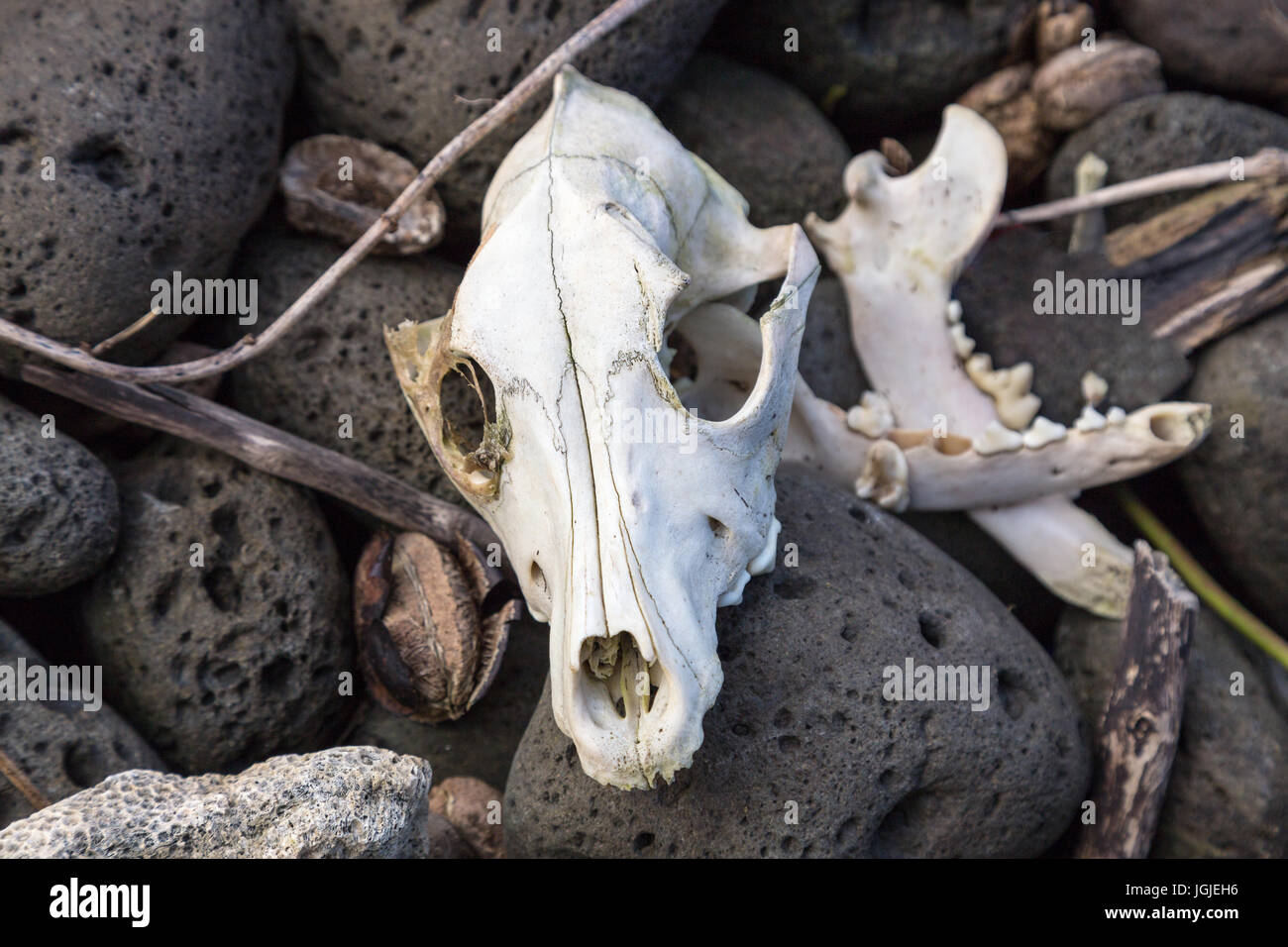 Perro esqueleto cráneo y huesos. Foto de stock