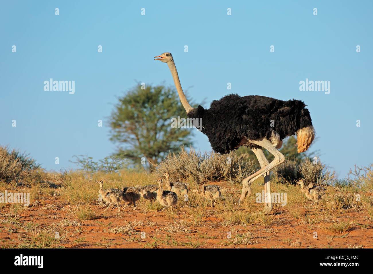 Macho de avestruz (Struthio camelus) con pollitos, el desierto de Kalahari, Sudáfrica Foto de stock