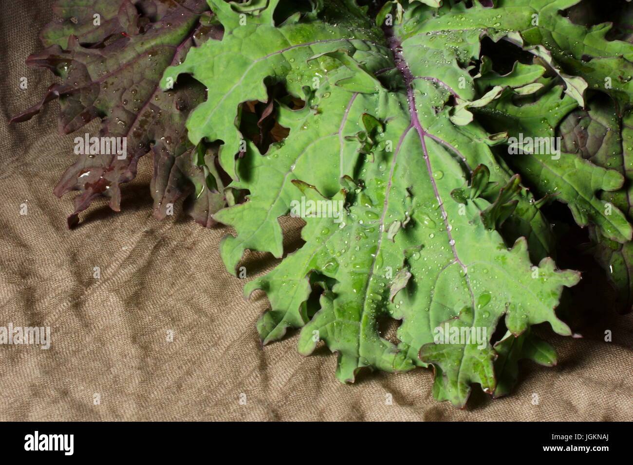 Bodegón con hojas Kale Rojo Ruso. Foto de stock