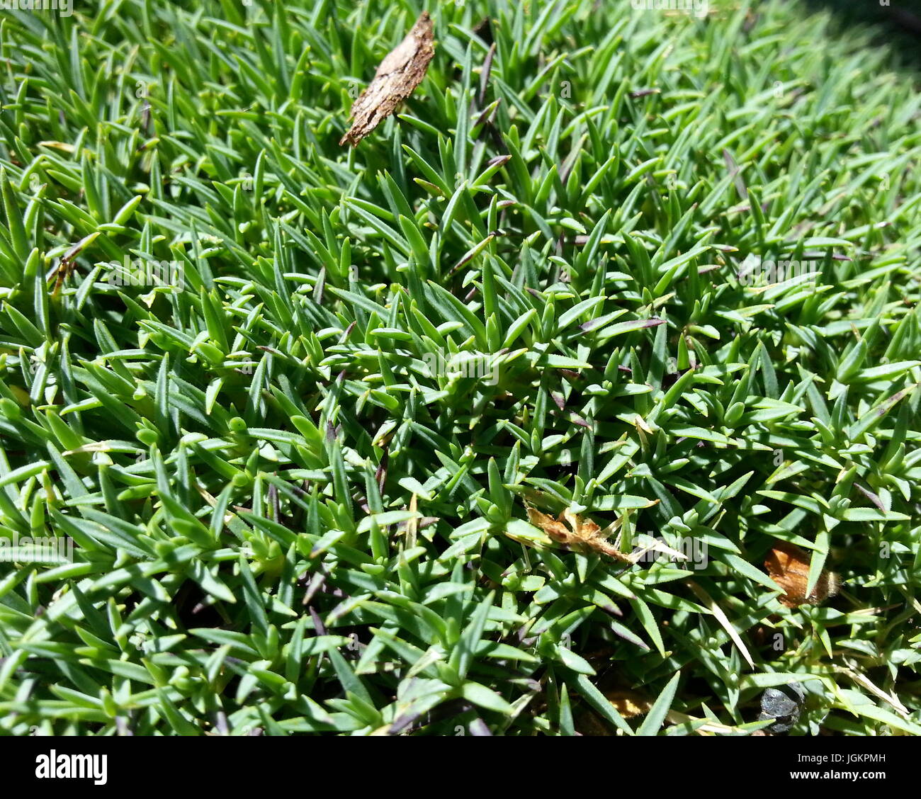 Cojín Rosa Alpina Foto de stock