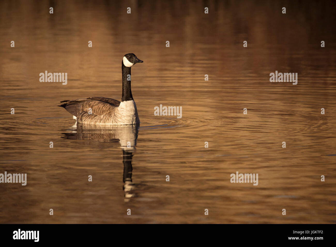 Canada Goose nadando en el estanque (Branta canadensis) Foto de stock