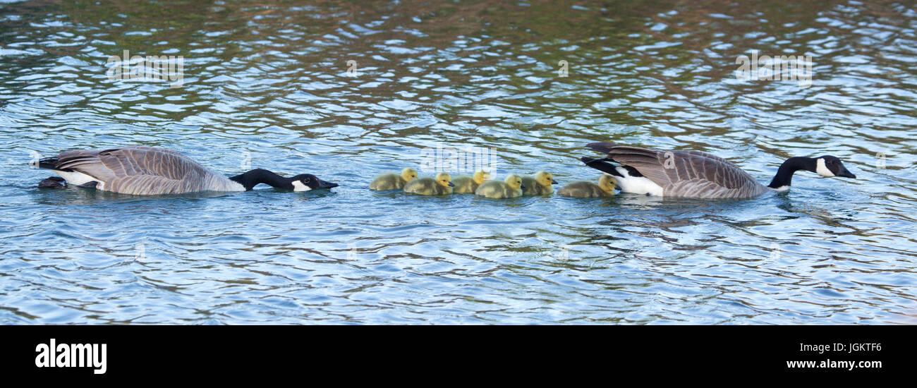 Pareja de aves padres de gansos de Canadá en postura defensiva nadando con sus goslings a través de humedales llenos de otras aves (Branta canadensis) Foto de stock