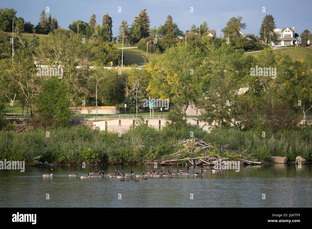 Rebaño de Canadá gansos nadando pasando beaverlodge en el ambiente urbano (Branta canadensis), en el estanque al lado de Trans Canada Trail Foto de stock