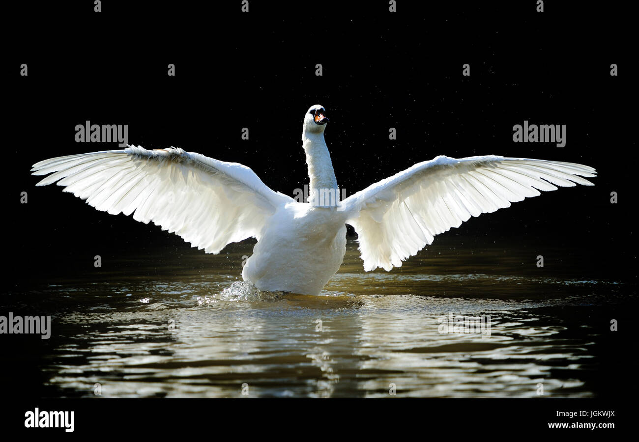 En el lago de los cisnes sobre fondo oscuro Foto de stock