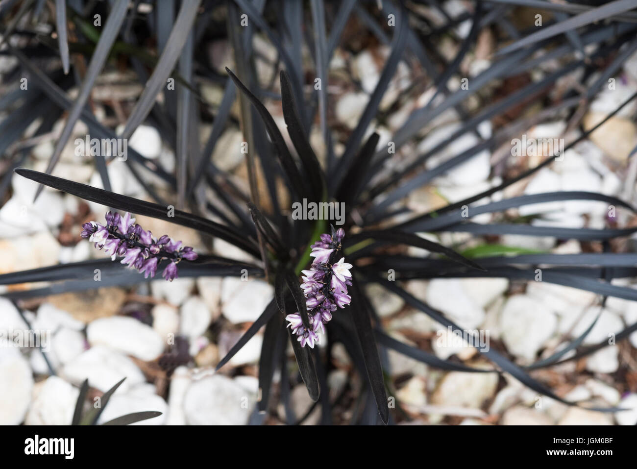 Ophiopogon planiscapus nigrescens, lilyturf, Asparagaceae, Foto de stock