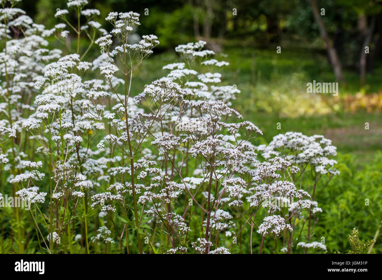 Flores de Valeriana officinalis valeriana o planta, utilizada para tratar el insomnio en la medicina herbaria, en el jardín de hierbas en el verano Foto de stock