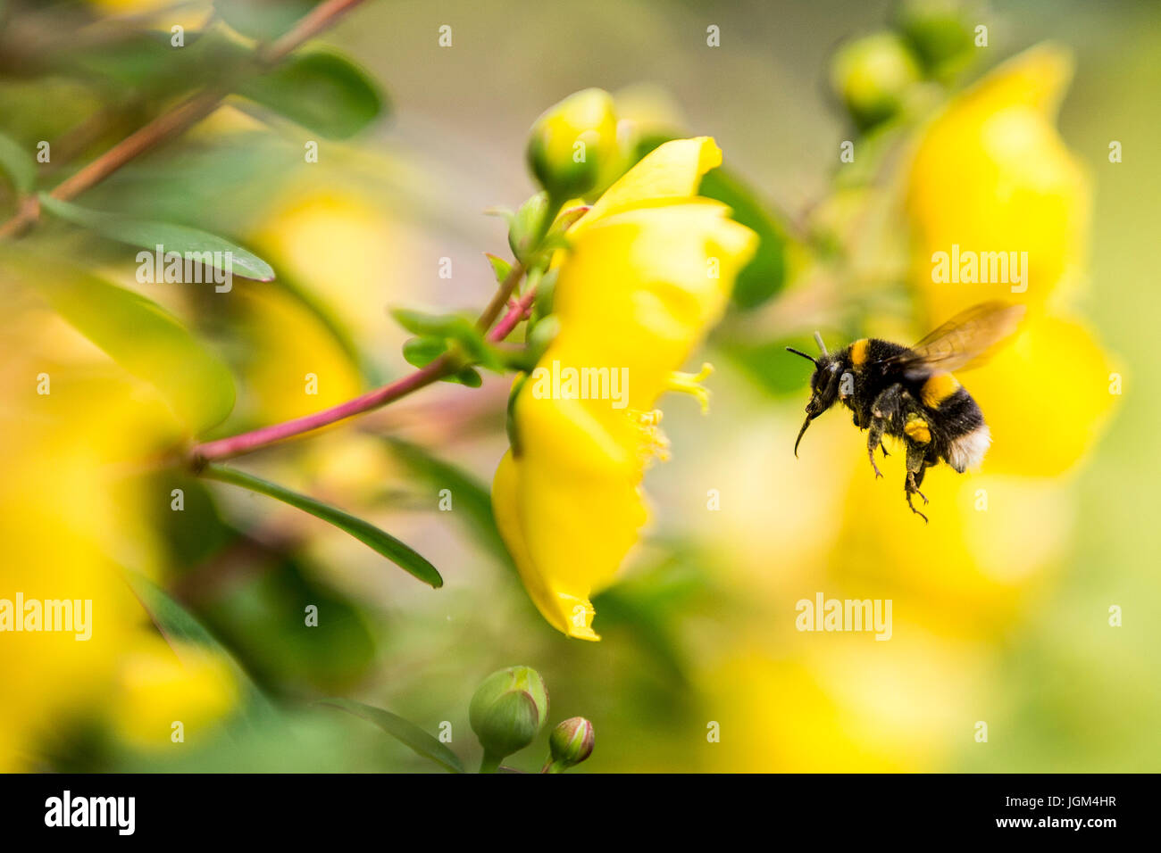 Los abejorros recogiendo polen de rosa de Sarón Foto de stock