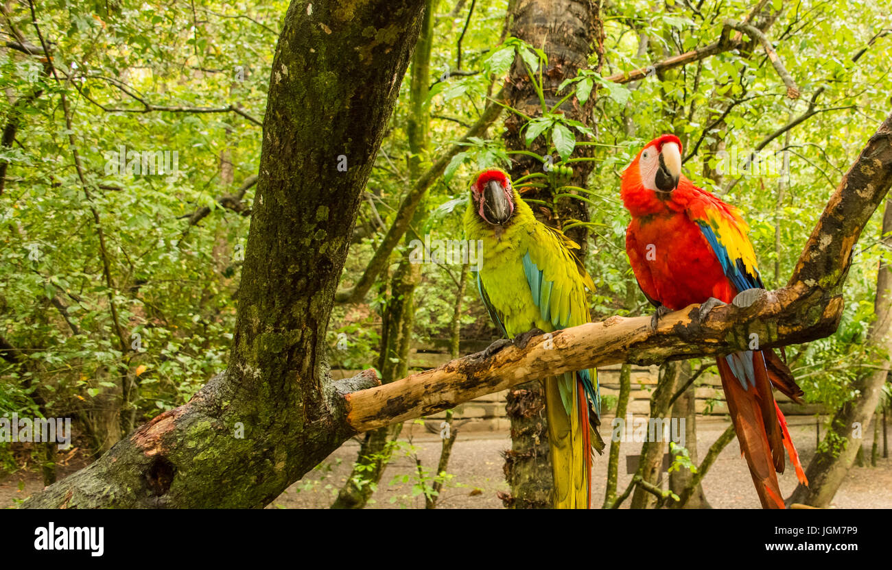 Coloridas aves Guacamayos en la naturaleza Foto de stock