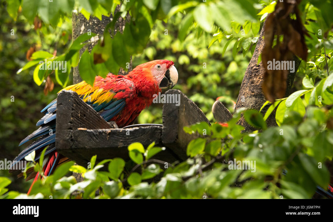 Coloridas aves Guacamayos en la naturaleza Foto de stock