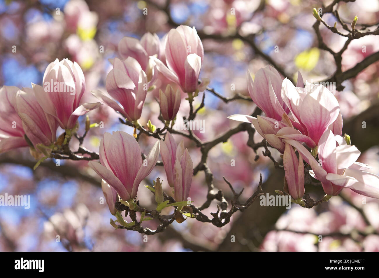 Florecimiento magnolia, magnolia en flor - Flor de magnolia, Bluehende Magnolie, Magnolienbluete - Flor de magnolia. Foto de stock