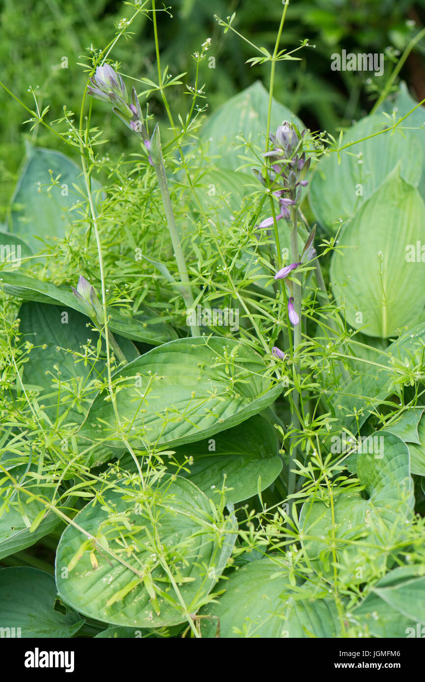 Las malezas del jardín - Galium aparine cleavers - creciendo sobre la planta hosta Foto de stock