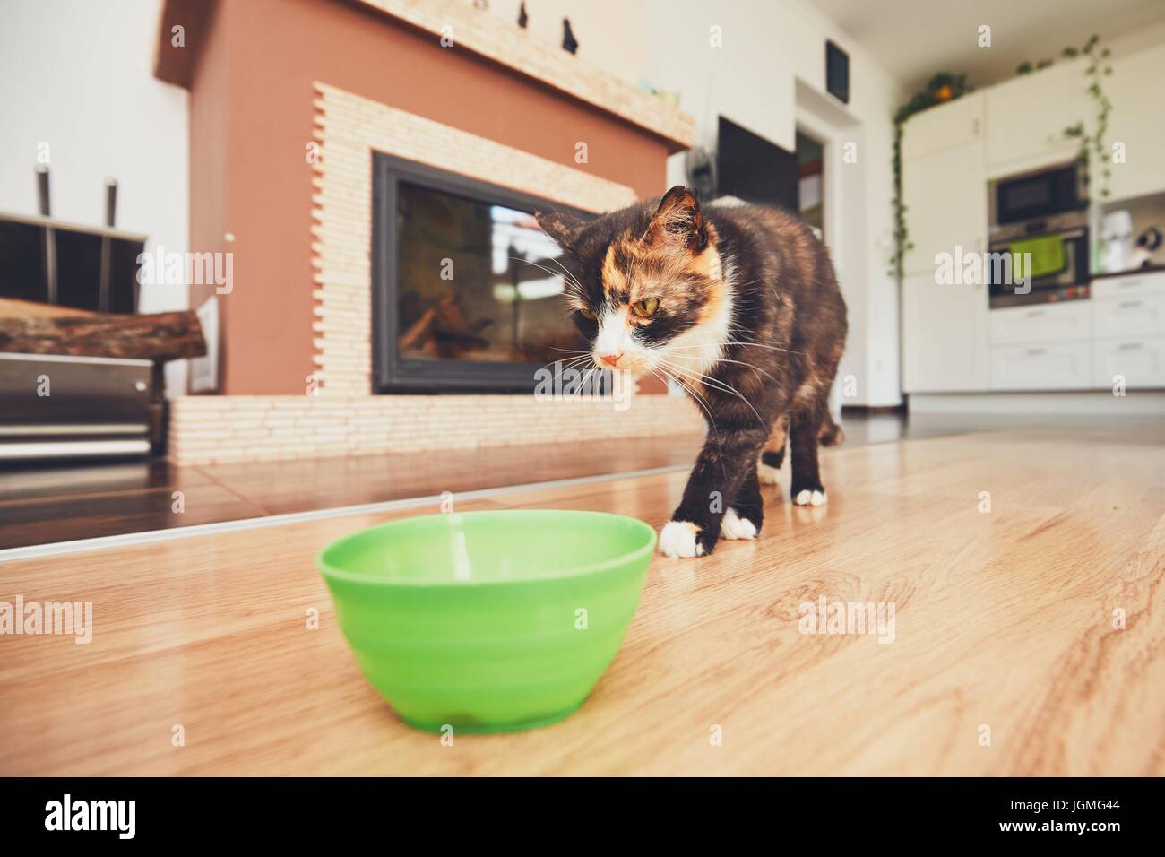 La vida doméstica con mascotas. Los hambrientos gato va a su plato de comida. Foto de stock