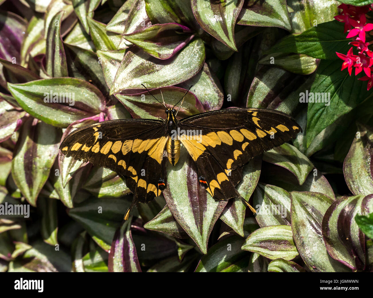 Primer plano de la mariposa tropical amarilla exótica de la cola de cisne, Papilionidae en las hojas verdes Foto de stock