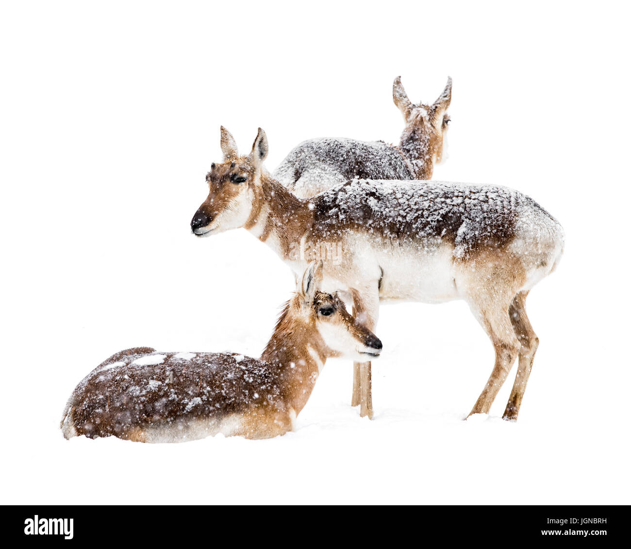 Un grupo de tres Pronghorns descansando en la nieve. Foto de stock