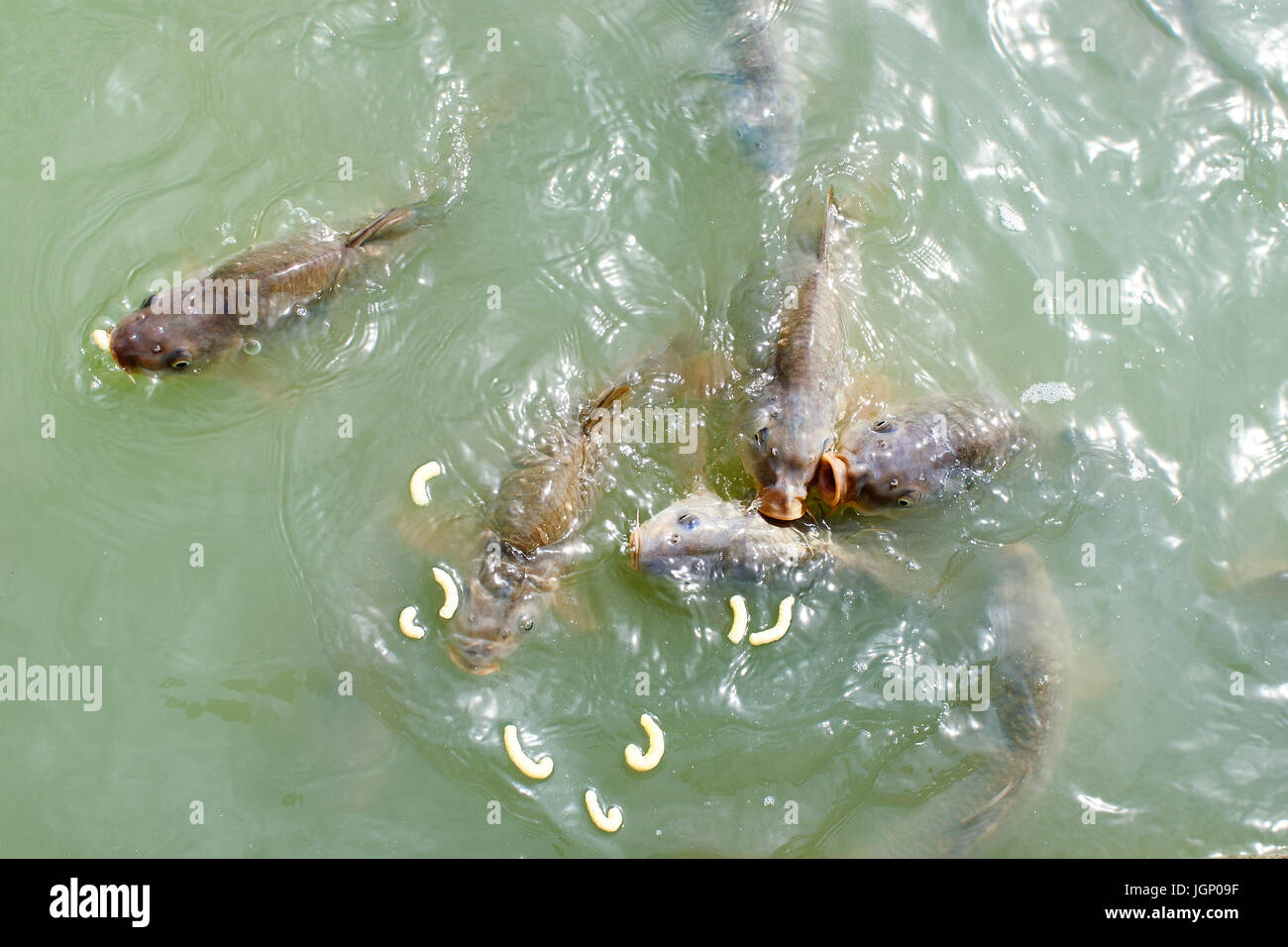 Alimentar a los peces en un estanque de carpas Foto de stock
