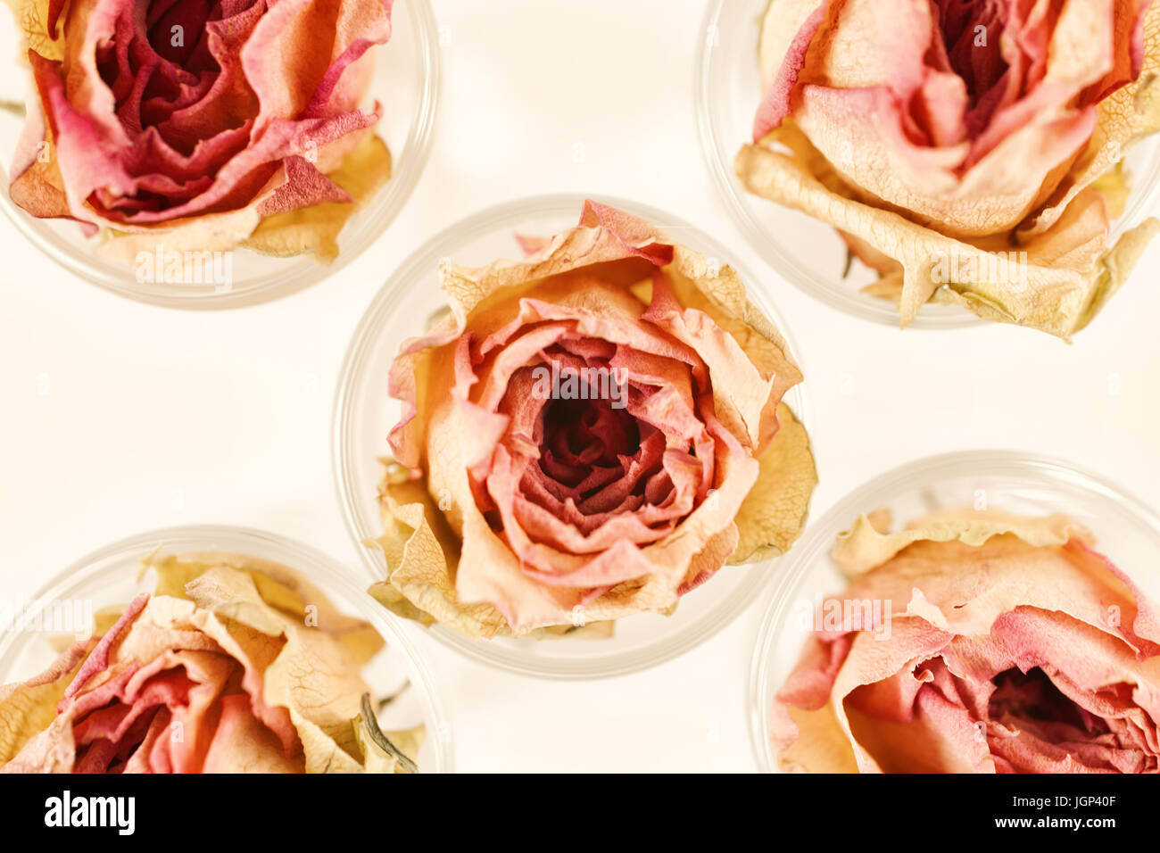 Fondo floral con cinco rosas rosas flores secas de cerca Foto de stock
