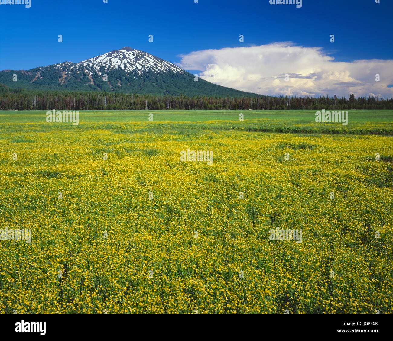 USA, Oregon, Deschutes National Forest, el Mount Bachelor supera amplia de bloom subalpinos buttercup en prado húmedo cerca de chispas Lago. Foto de stock