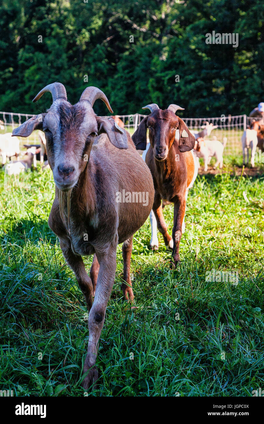 Las cabras de la granja, animales retrato Foto de stock