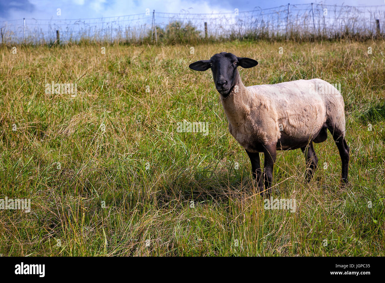 Los animales de granja, ovejas Foto de stock
