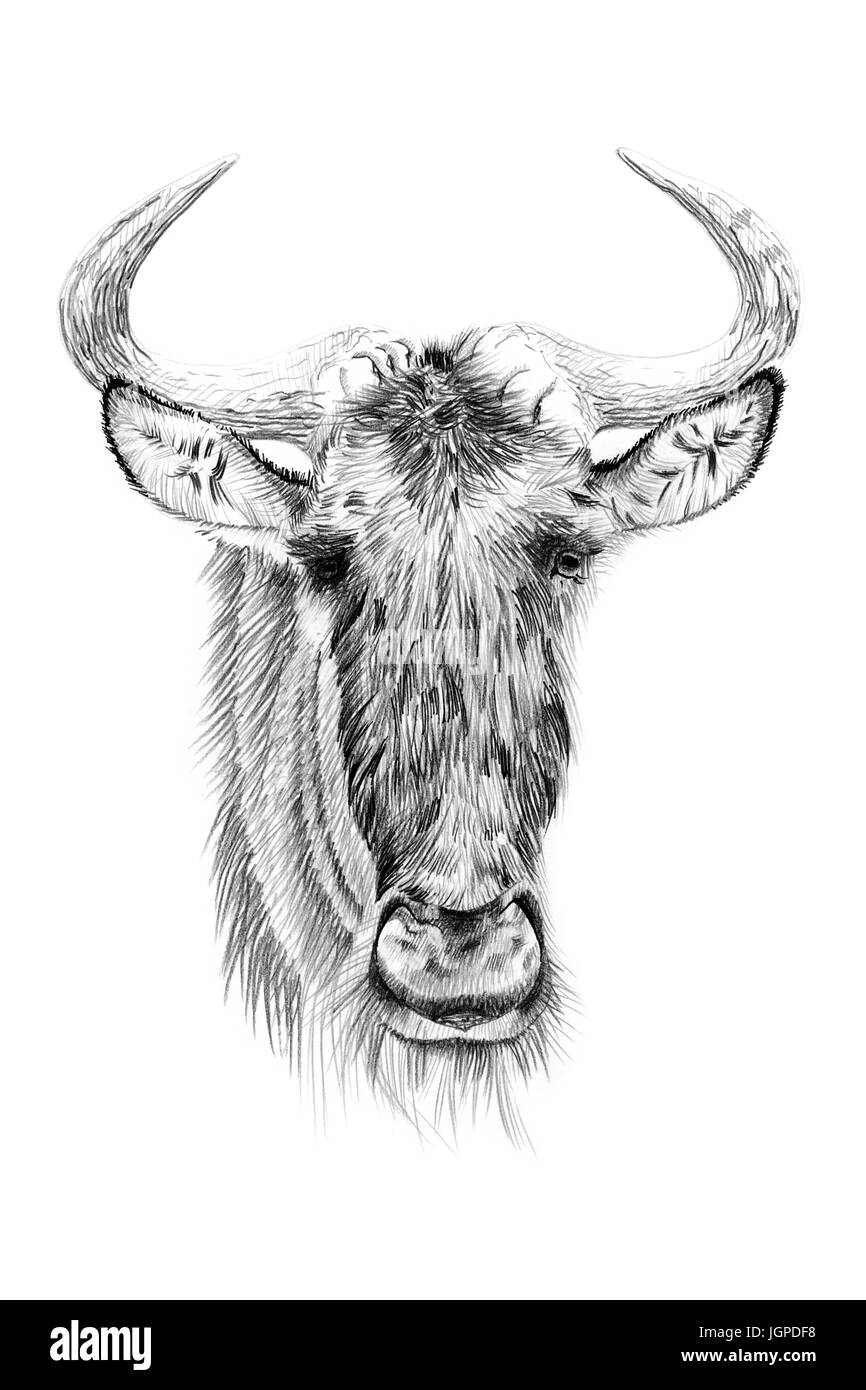 Retrato de widebeest dibujada a mano en Lápiz. Originales, sin seguimiento  Fotografía de stock - Alamy