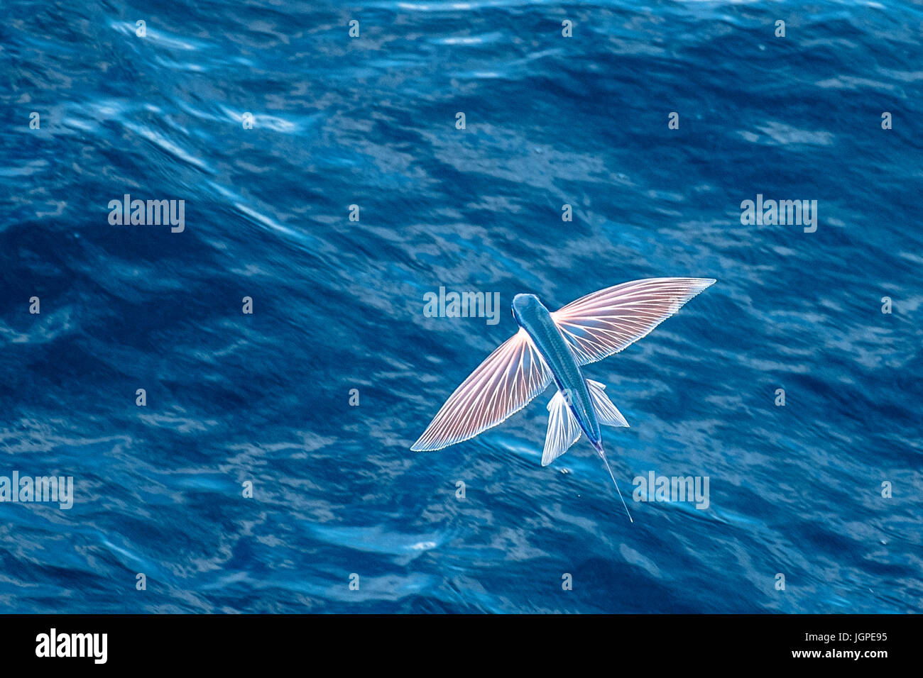 Sailfin peces voladores, Parexocoetus brachypterus, en medio del aire, varios cientos de millas de Mauritania, el Norte de África, Océano Atlántico Norte Foto de stock