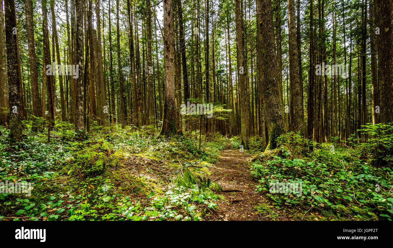 Los árboles en el bosque templado lluvioso de Rolley Lake Provincial