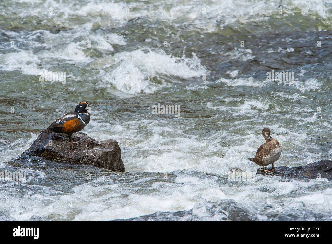 El pato arlequín (Histrionicus histrionicus), STREAM, Montañas Rocosas,Oeste de Norteamérica, por Bruce Montagne Foto de stock