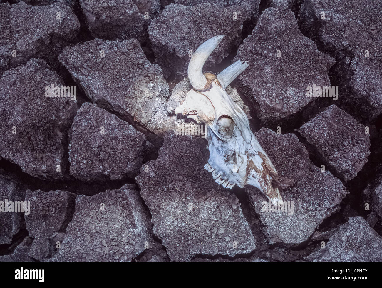 Cráneo de vaca cebú (Bos domesticus), Cráneo de sequía víctima yace sobre barro agrietado, Gujarat, India Foto de stock