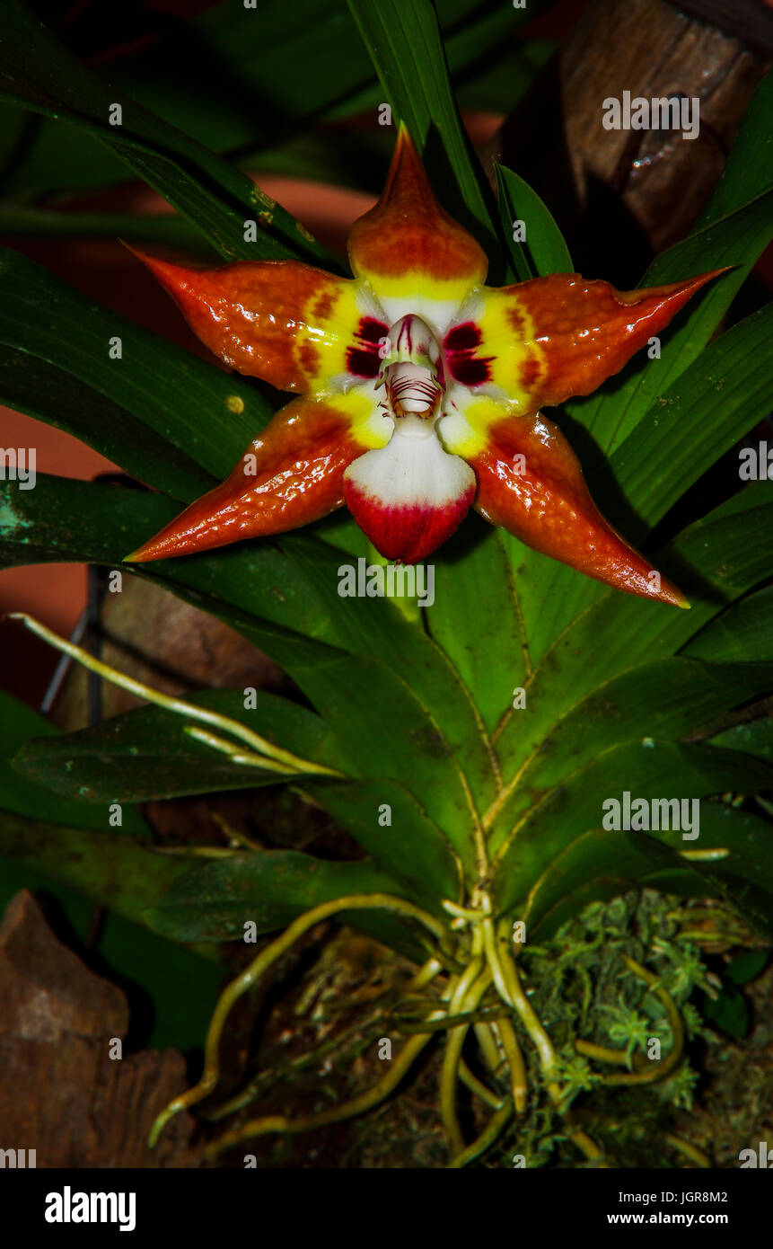 Gran místico orquídea roja Foto de stock