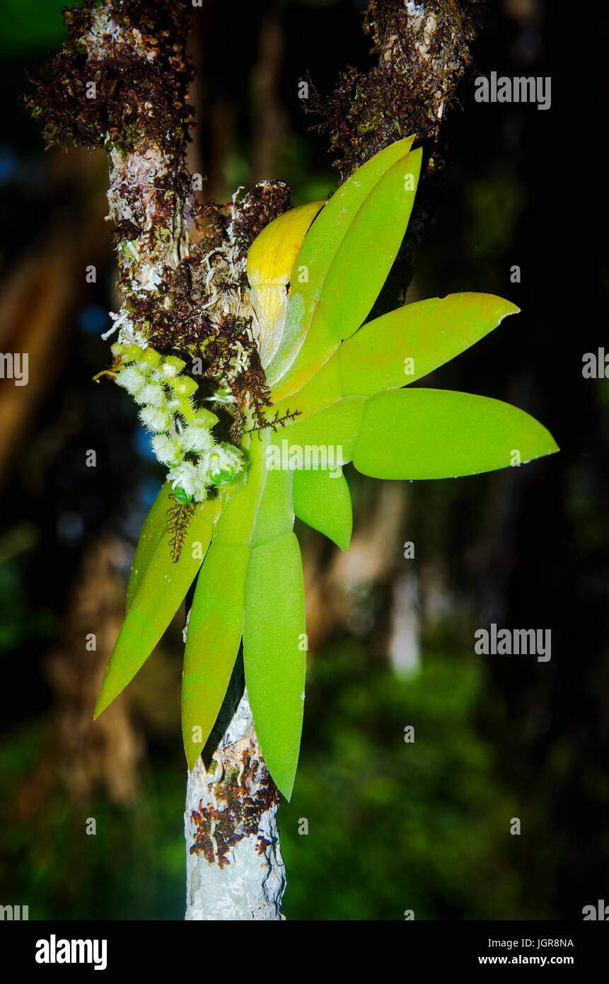 Pequeña orquídea blanca fotografías e imágenes de alta resolución - Página  2 - Alamy