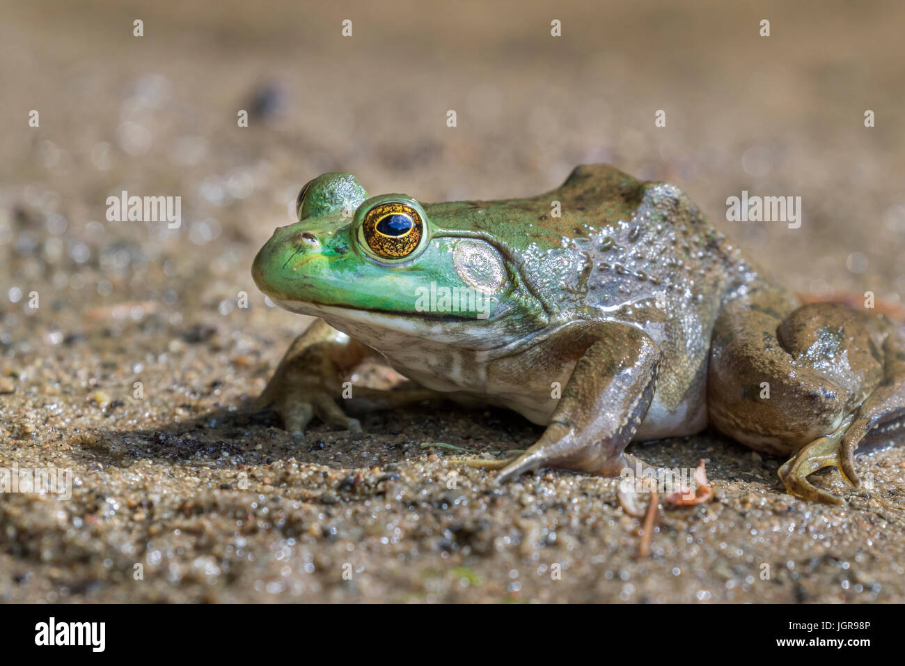 Rana toro (Lithobates catesbeianus americana o Rana catesbeiana) retrato, repisas State Park, Iowa, EE.UU. Foto de stock