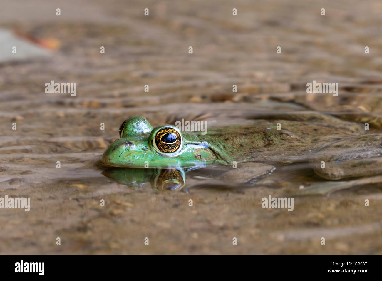 Rana toro (Lithobates catesbeianus americana o Rana catesbeiana) en agua corriente, las cornisas de State Park, Iowa, EE.UU. Foto de stock
