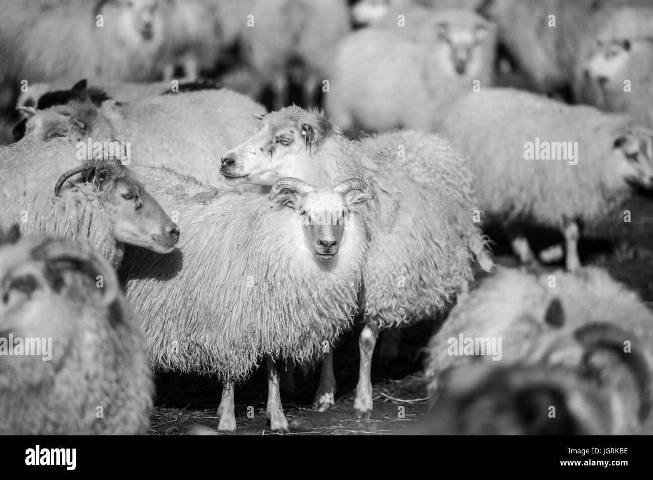 Tradicional encuentro de ovejas en Islandia Foto de stock