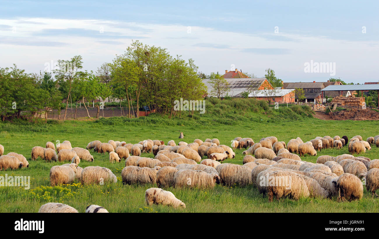 Rebaño de ovejas al atardecer con casas de campo en el fondo. Foto de stock