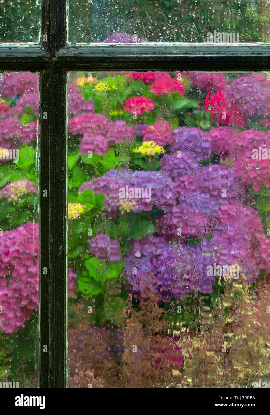 Las hortensias a través de la barraca del jardín ventana en la lluvia Foto de stock