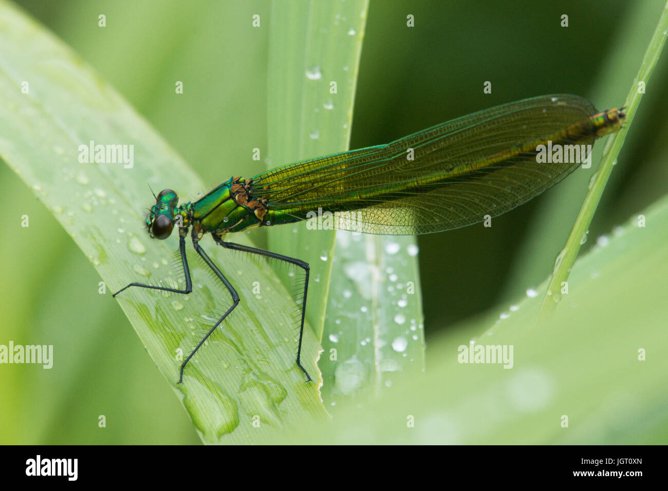 Bandas o bandas, demoiselle agrion Calopteryx splendens, hembra, damselfly, Norfolk Broads, Junio. Descansando después de la lluvia. Foto de stock