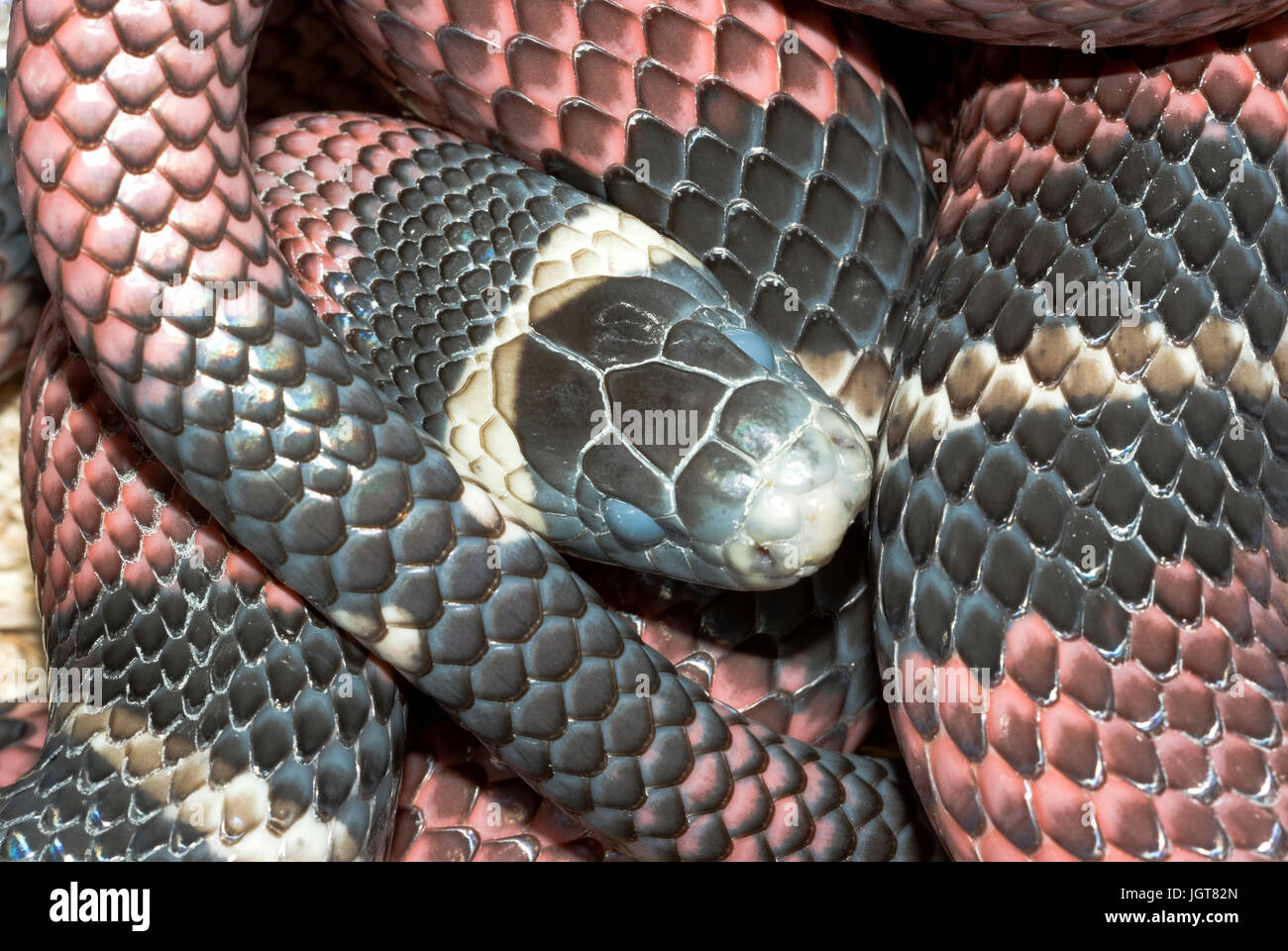Sinaloan Milk Snake Foto de stock
