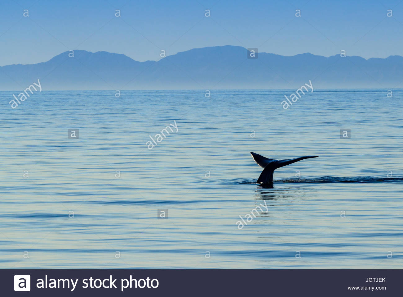 Una ballena azul, Balaenoptera musculus, plantea su fluke en Loreto Bay National Marine Park. Foto de stock