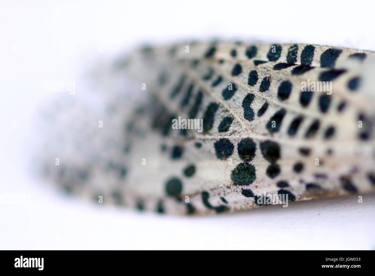 Leopard moth wing Foto de stock