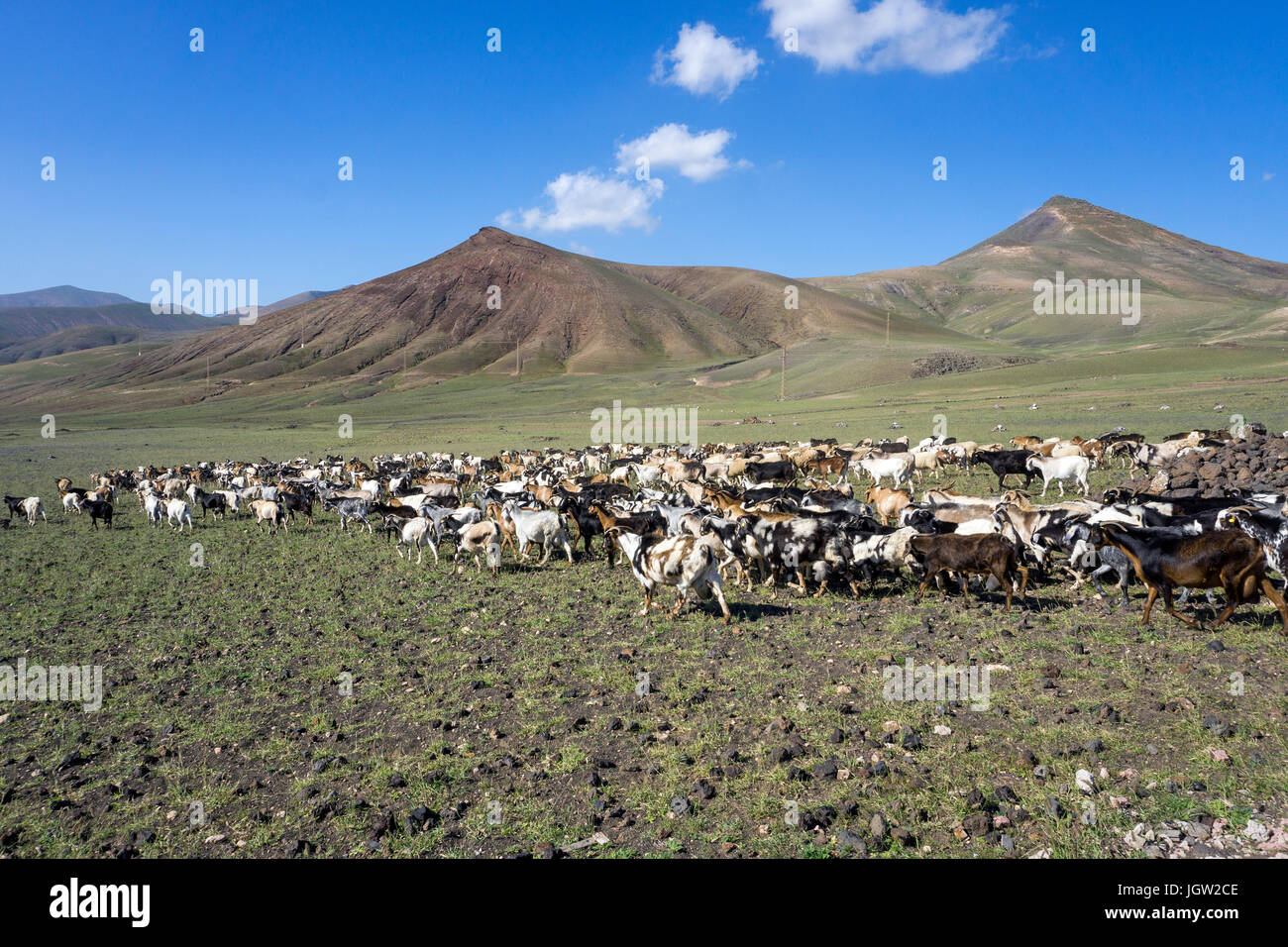 Rebaño de cabras en Playa Quemada, isla de Lanzarote, Islas Canarias, España, Europa Foto de stock