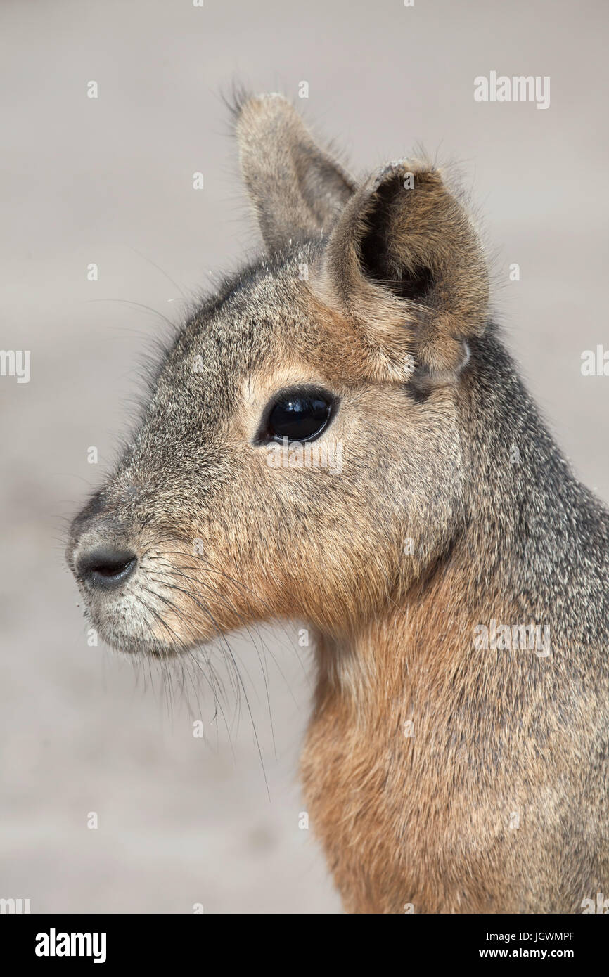 La mara patagónica (Dolichotis patagonum), también conocido como el cavy patagónico. Foto de stock