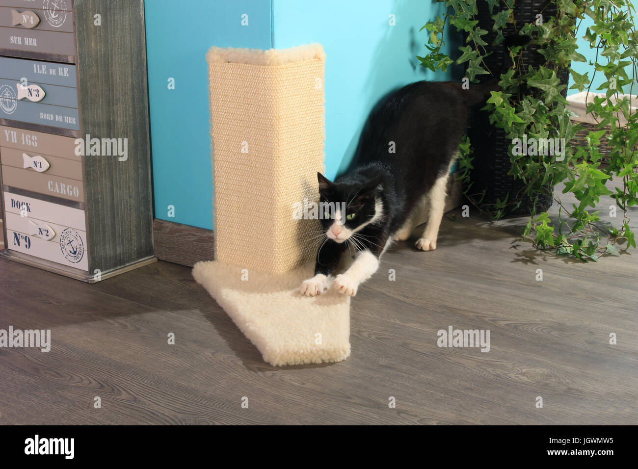 Gato doméstico, Tuxedo, blanco y negro, rascarse en un tablero Foto de stock