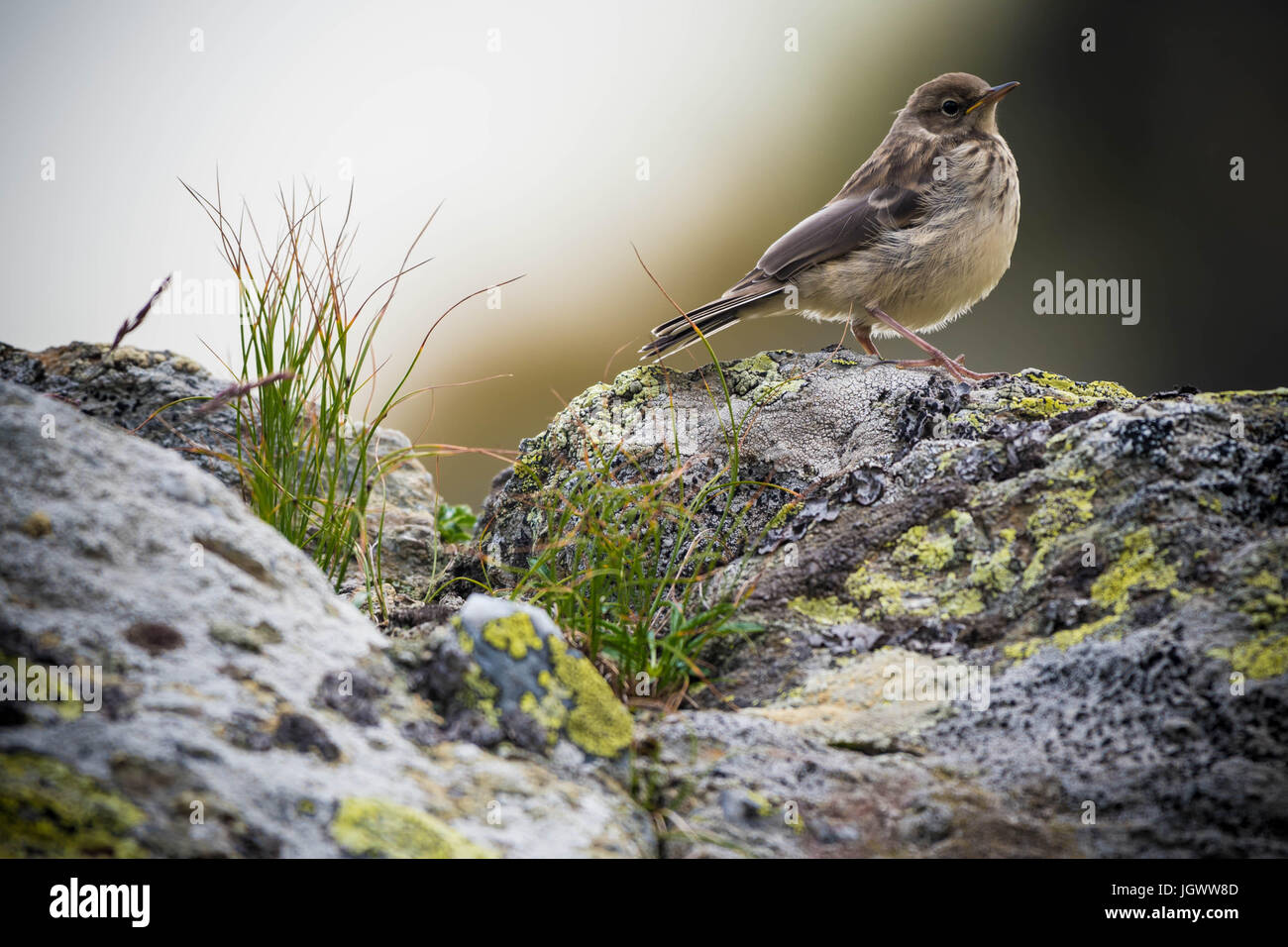 Little Bird sobre una roca Foto de stock