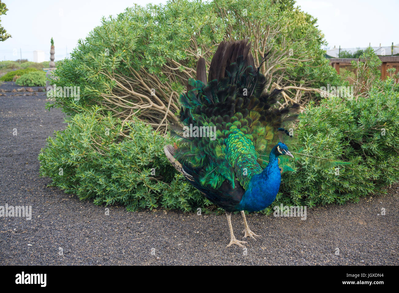 Rad schlagender blauer pfau (Pavo cristatus) pardela im park, las pardelas, Lanzarote, KANARISCHE INSELN, Europa | blue peacock (Pavo cristatus) en pa Foto de stock
