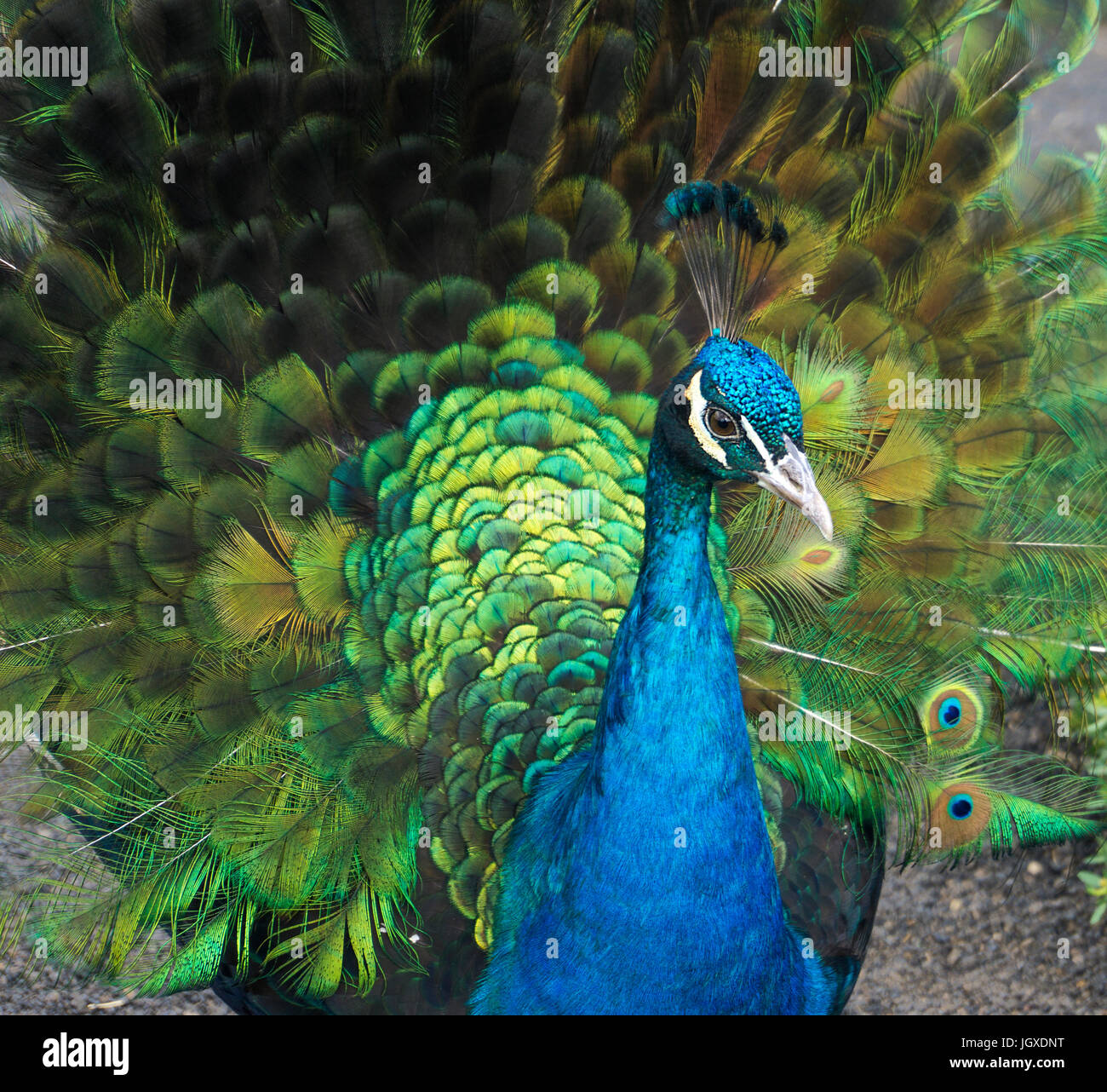 Rad schlagender blauer pfau (Pavo cristatus) pardela im park, las pardelas, Lanzarote, KANARISCHE INSELN, Europa | blue peacock (Pavo cristatus) en pa Foto de stock