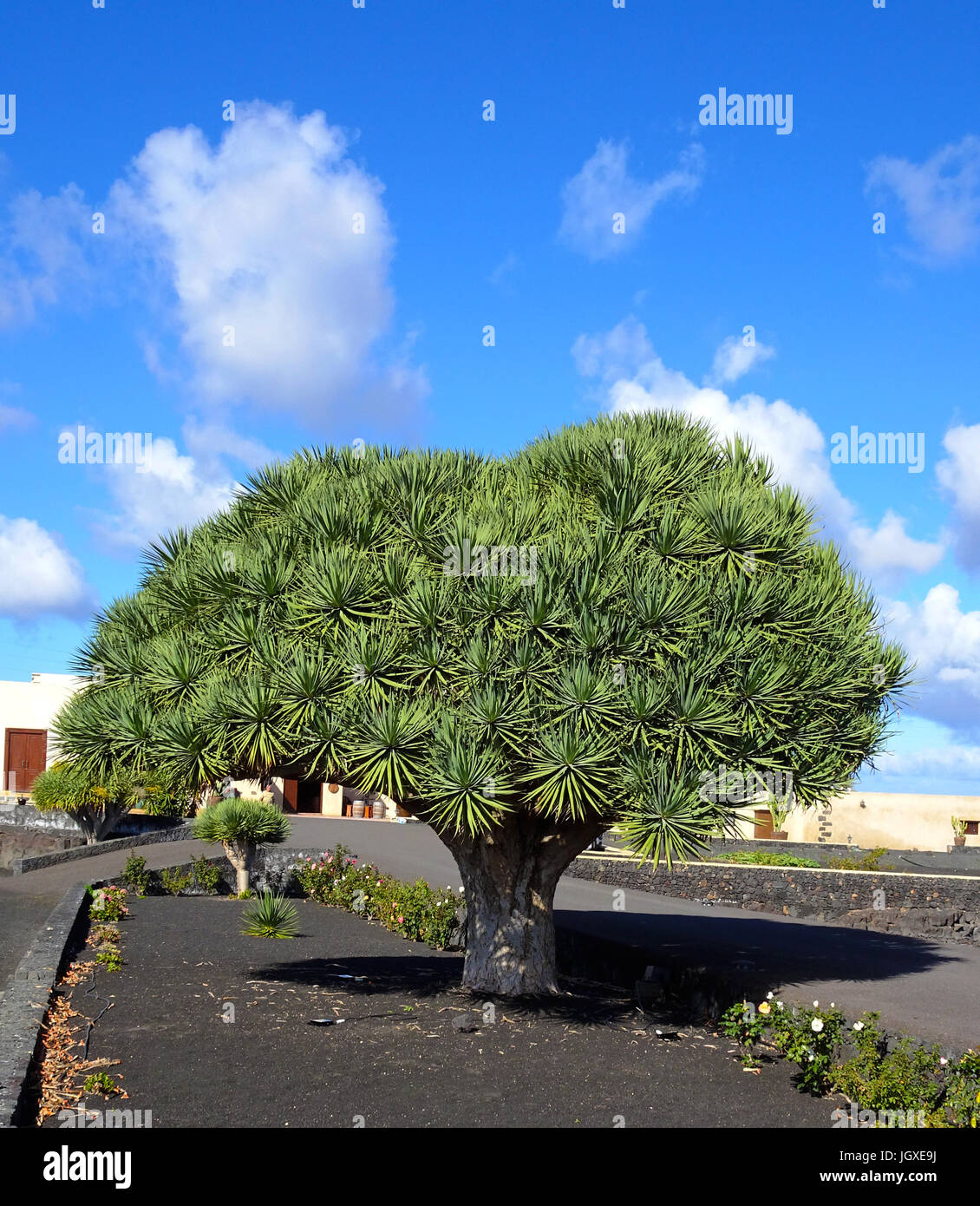 Kanarischer drachenbaum (Dracaena draco) an der bodega rubicón weinanbaugebiet la geria, Lanzarote, KANARISCHE INSELN, Europa | drago canario Foto de stock
