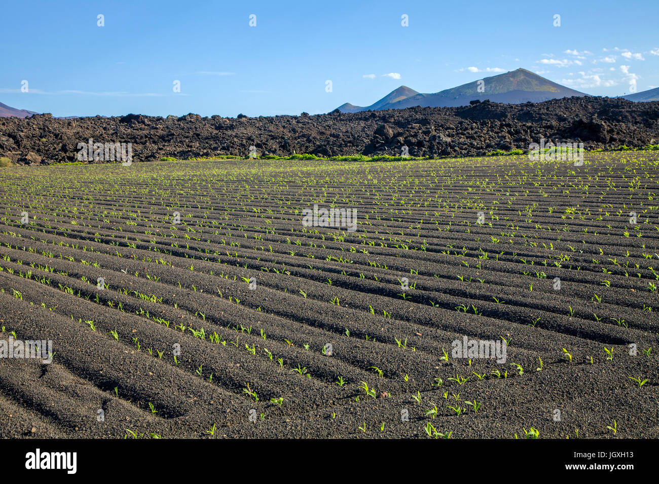 La bei landwirtschaftsgebiet landwirtschaftliche nutzflaeche, Yaiza, Lanzarote, KANARISCHE INSELN, Europa | Área de agricultura en Yaiza, Lanzarote, Islas Canarias Foto de stock