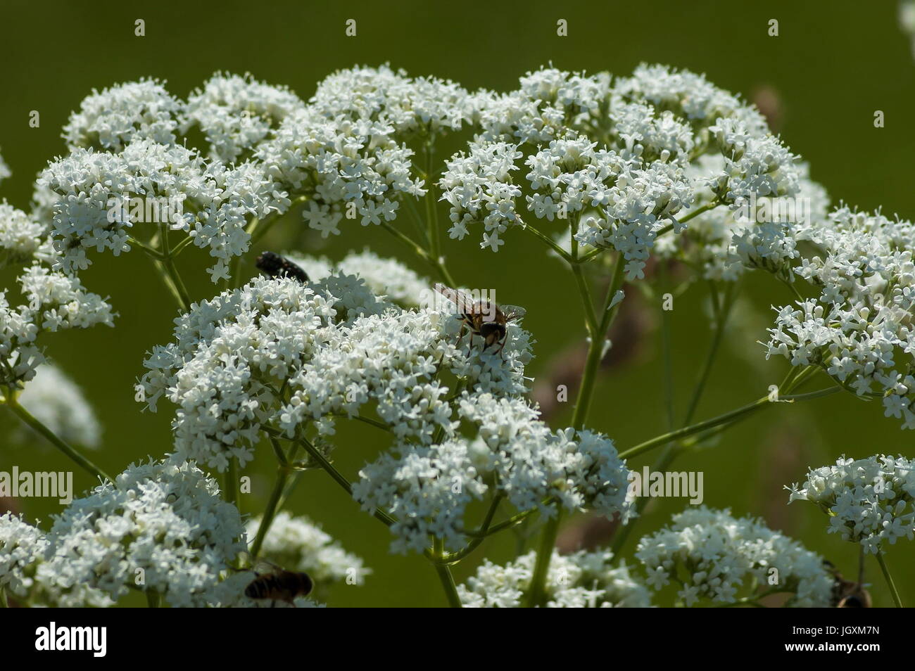 Los insectos vuelan en una flor blanca montaña salvaje, Central de los Balcanes, la montaña Stara Planina, Bulgaria Foto de stock