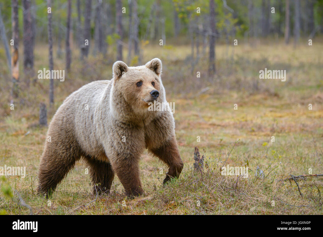 Wild Euroasiática de oso pardo (Ursus arctos arctos) en los bosques de Finlandia. Foto de stock