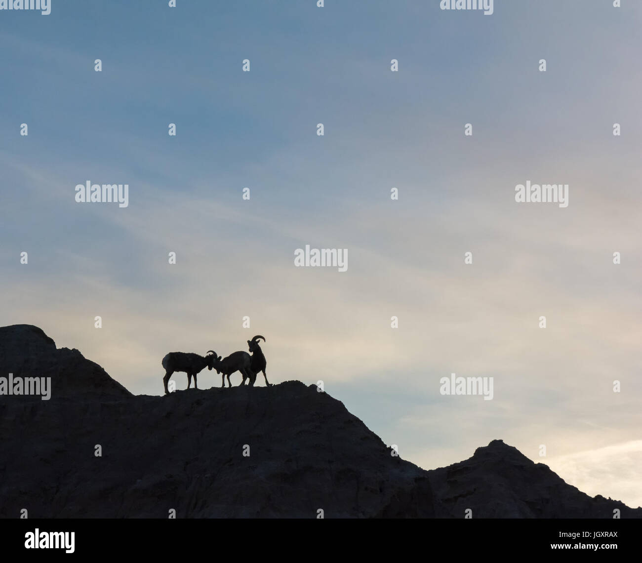 Tres Big Horn Sheep son sihouetted contra un cielo brillante estando de pie sobre una línea de cresta. Foto de stock